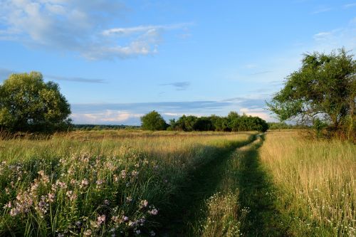 road nature landscape