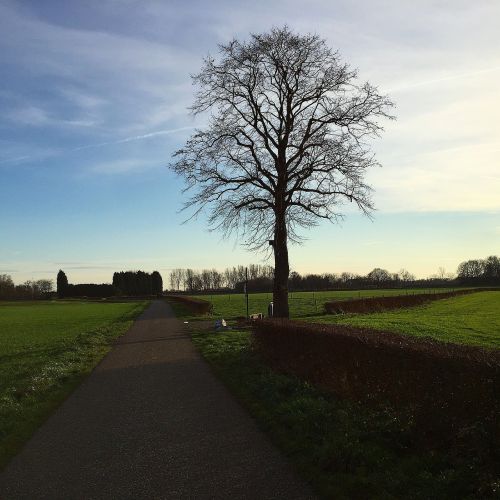 road tree village