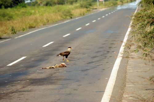 road vulture carcass