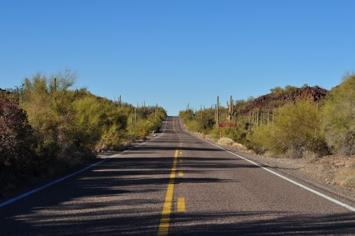 road desert cactus