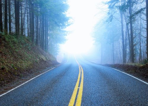 road foggy forest