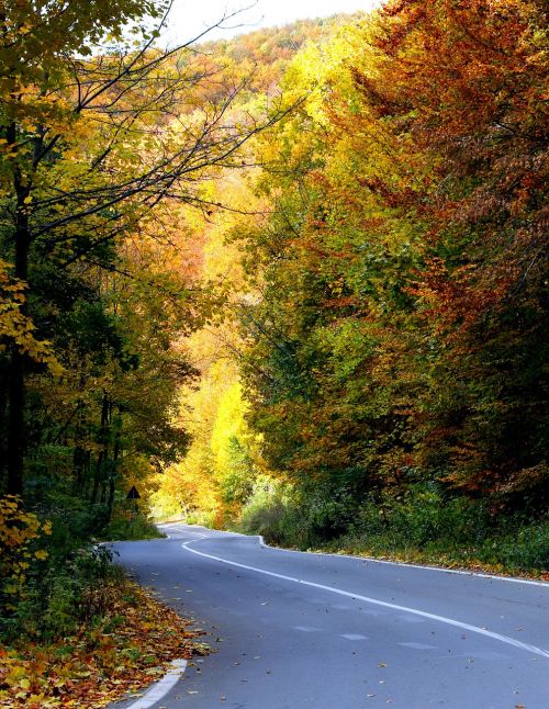 road trees nature