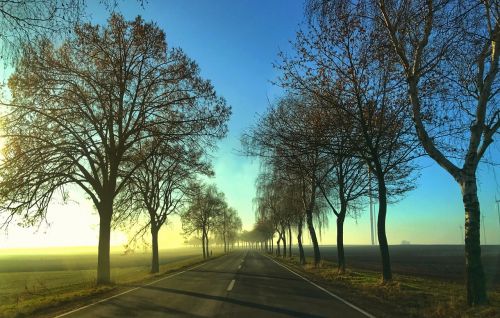 road avenue autumn landscape