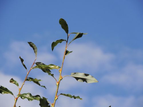 branch leaves sky