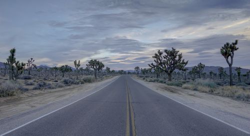 road desert joshua