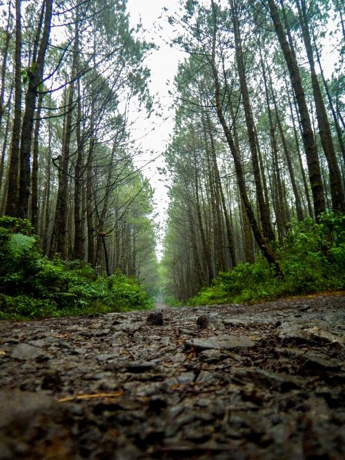 road trail pine