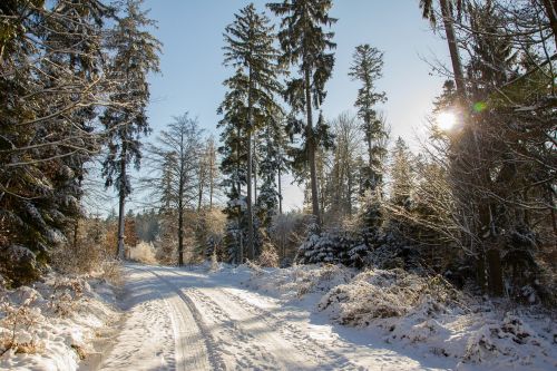 road snow forest