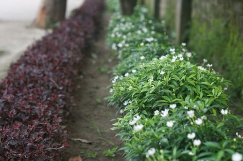 road flower bangladesh