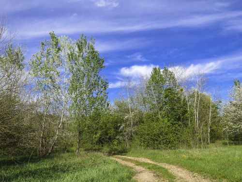 road forest summer