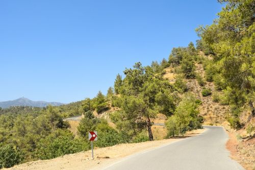 road forest countryside