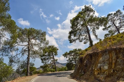 road trees sky