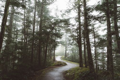 road path grass