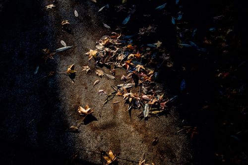 road fall leaves