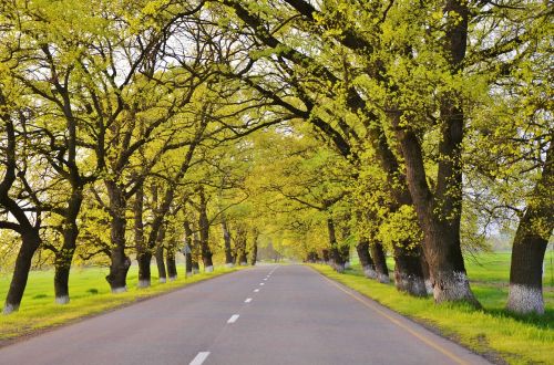 road tree landscape