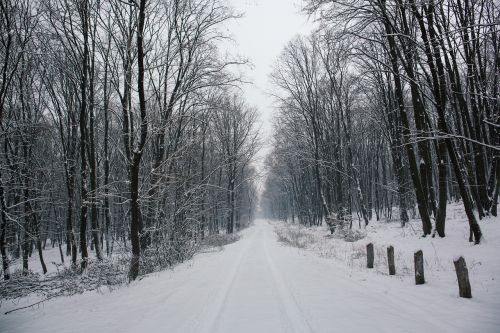 road path tree