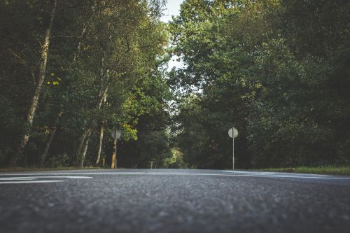 road trees nature