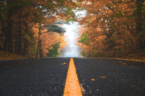 road path leaves