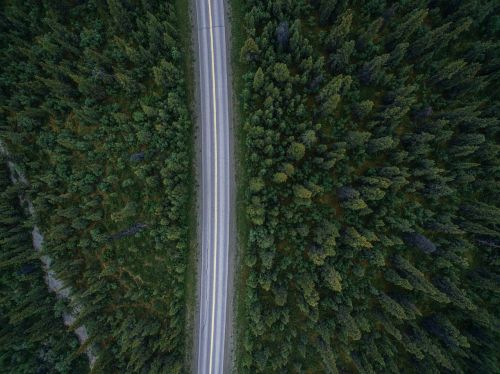 road trees forest