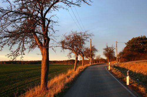 road tree field