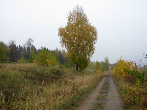 road autumn autumn forest