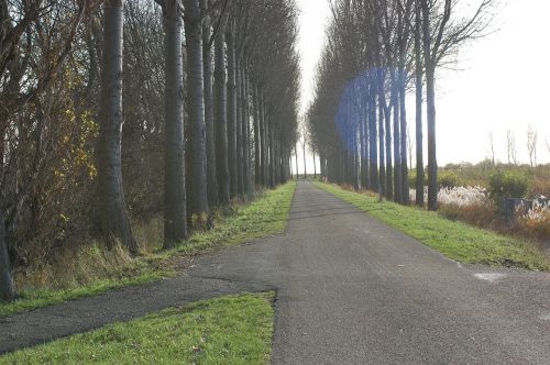 road trees row