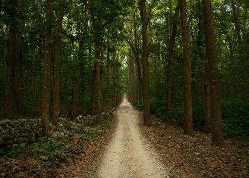 road forest safari