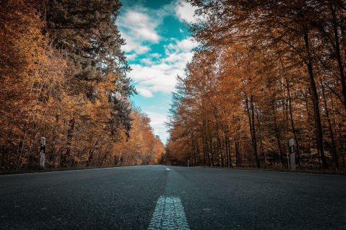 road autumn trees
