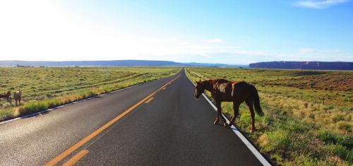 road crossing horse