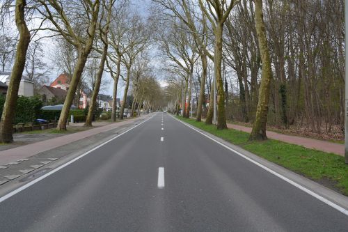 road trees asphalt