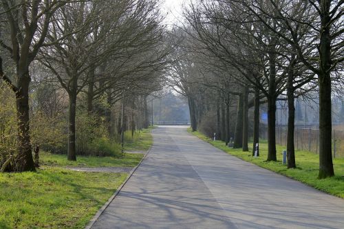 road avenue trees