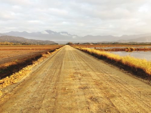 road landscape nature