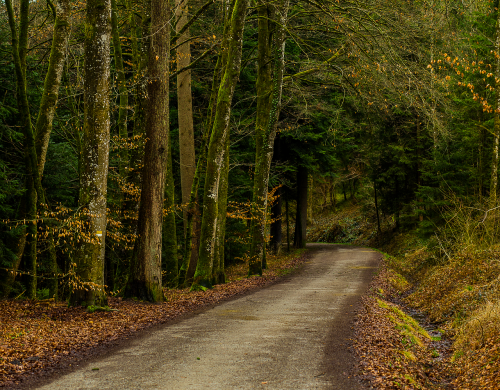 road wood landscape