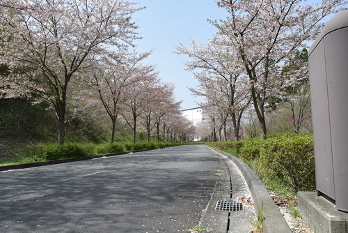 road  tree  nature