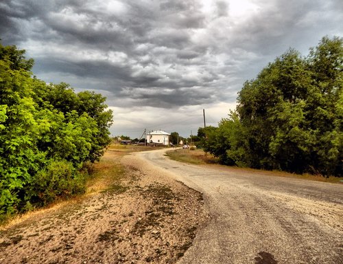 road  nature  tree