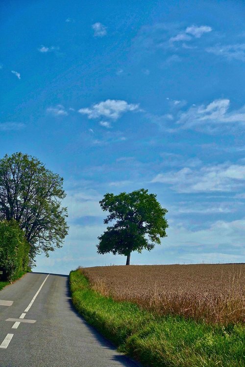 road  perspective  tree