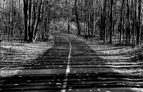 road  trees  nature