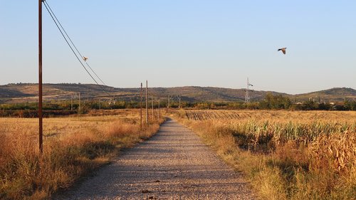 road  birds  animals