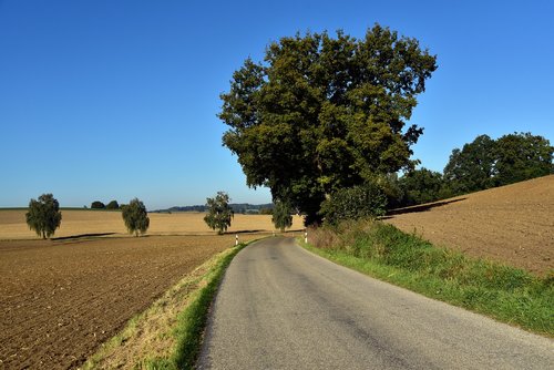 road  landscape  nature