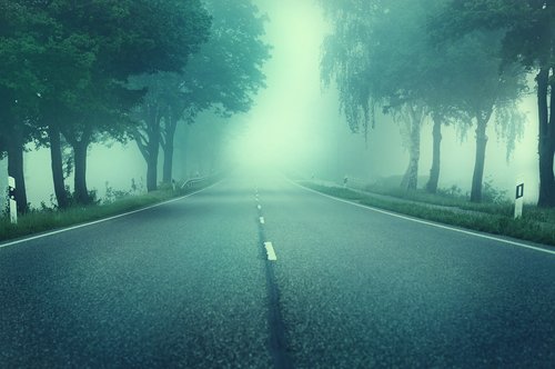 road  trees  fog