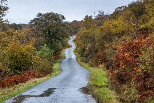 road  rain  wound