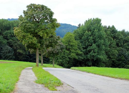road avenue trees