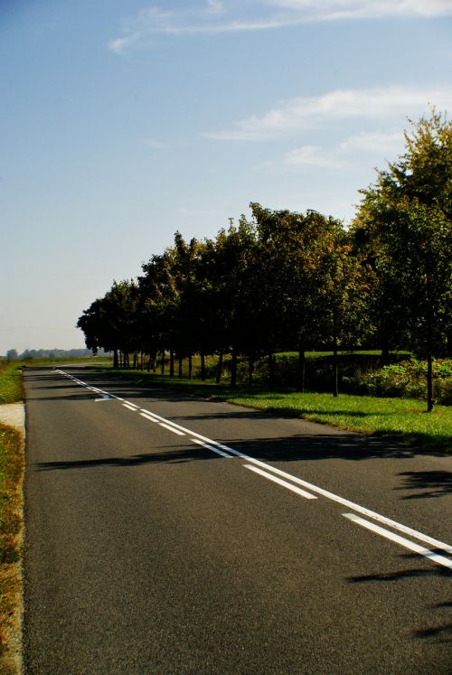 road landscape tree