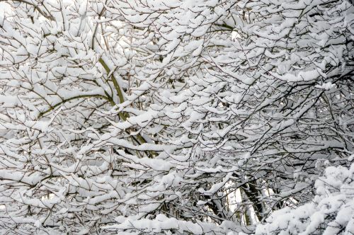 branch snow branches