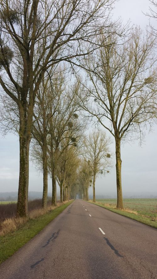 road alley trees