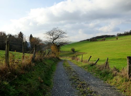 road landscape tree