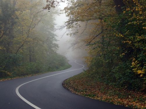 road forest fog