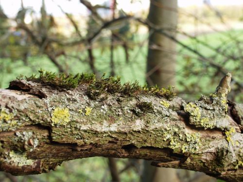 branch ill moss