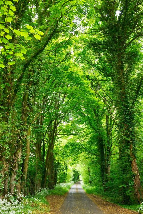 road forest nature