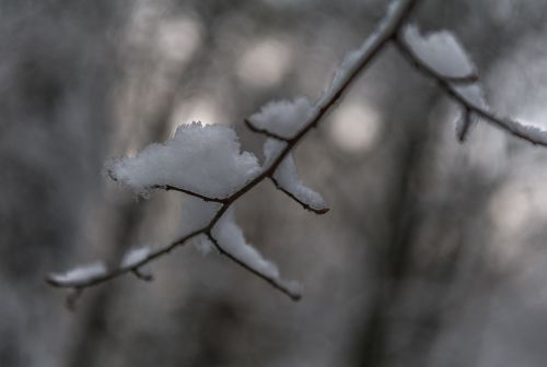 branch snow winter