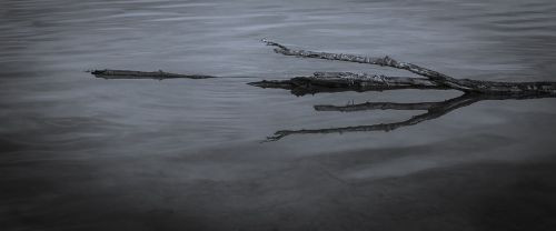 branch lake gloomy